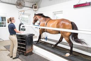 KER Research Horse exercising on high-speed treamill