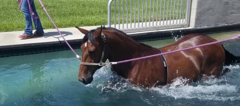 Horse on underwater treadmill