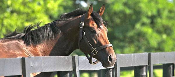 Bay horse looking over a pasture fence.