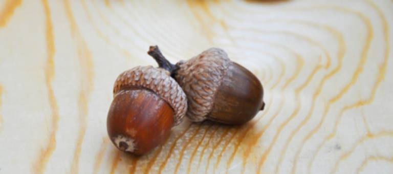 Acorns
