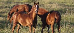 Sorrel Colts in Pasture