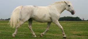 Grumpy horse trotting with ears pinned