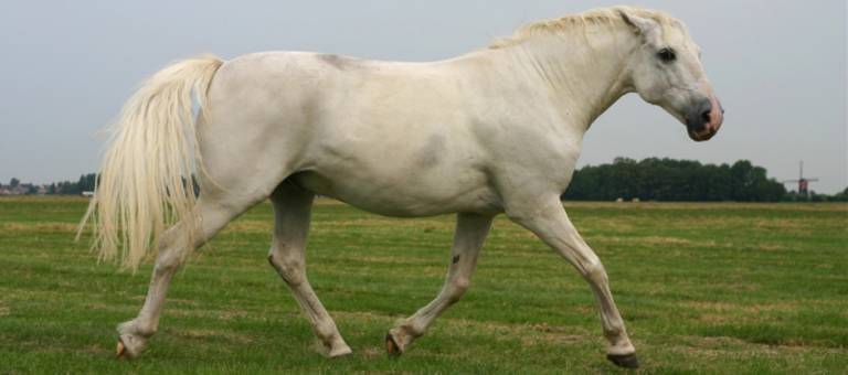 Grumpy horse trotting with ears pinned