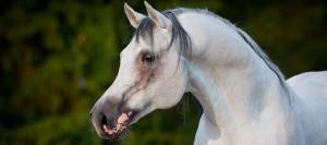 Arabian horse