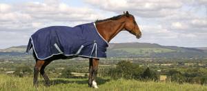 Blanketed Horse in Pasture