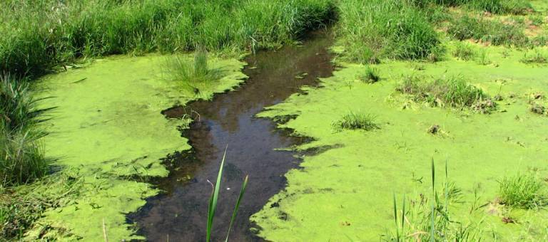 Blue-green algae bloom