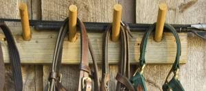 Bridles and halters hanging from hooks