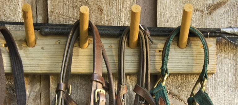 Bridles and halters hanging from hooks
