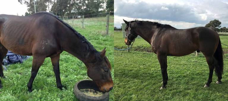 Before and after image of Buddy the OTTB