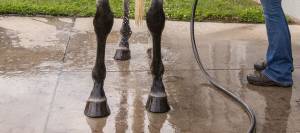 Close up of horse hooves and legs being hosed off by handler.