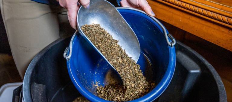 Close-up photo of grain being scooped into a feed bucket.