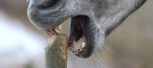 Cribbing horse