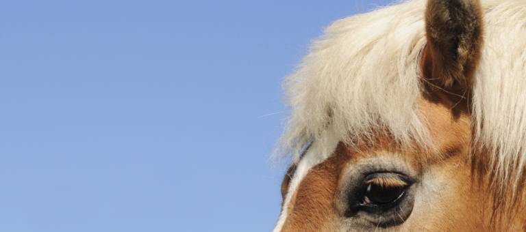 Draft horse's eye and ear