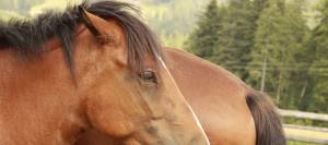 Horse with ears pinned