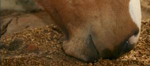 Horse eating grain