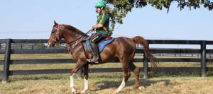 Endurance horse and rider hacking on a farm