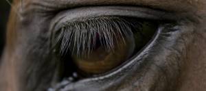 Close-up of horse's eye