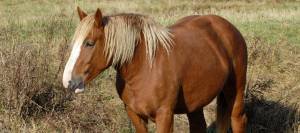Fat horse in pasture