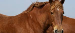 Fat chestnut horse