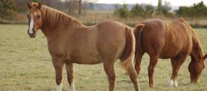 Fat horse in field