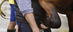Performing a flexion test on a horse's hind leg