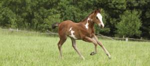 Paint horse foal running in pasture