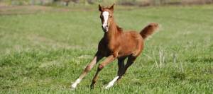 Foal running in pasture