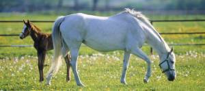 Mare and foal in pasture