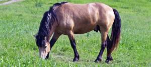 Horse grazing in field