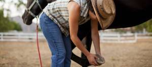 Woman inspecting horse's hoof