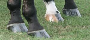 Polished hooves