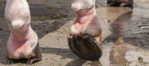 Horse's hooves