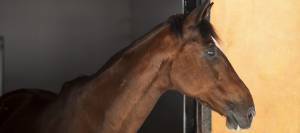 Skinny horse in stall