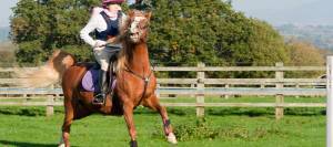 Horse spooking with rider
