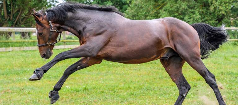 Horse playing in a field