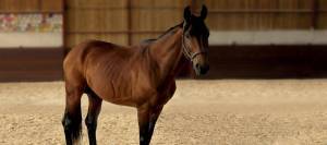Horse standing in arena