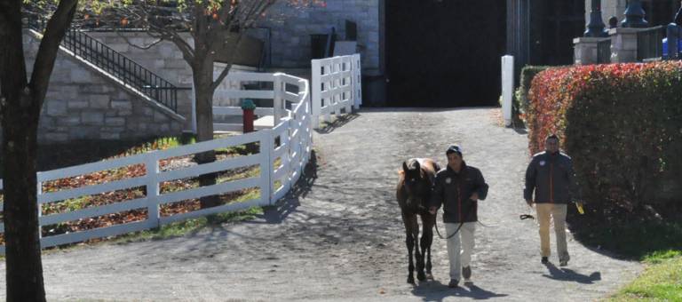 Weanling leaving sales pavillion