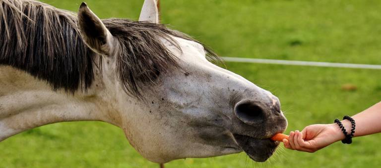 Horse eating a carrot