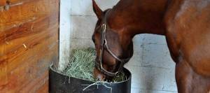 Stalled horse eating hay from a corner feeder.