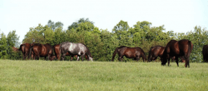 Horses grazing on a hilltop