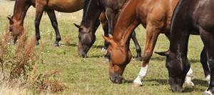 Horses grazing in pasture