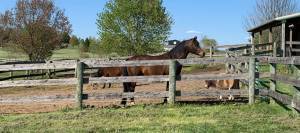 Bay horse standing along the fence in a drylot.
