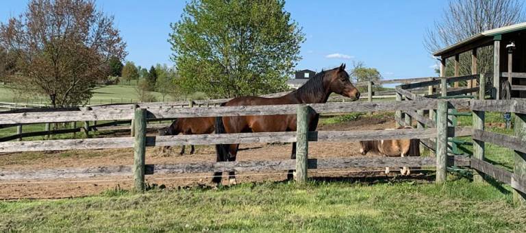 Bay horse standing along the fence in a drylot.