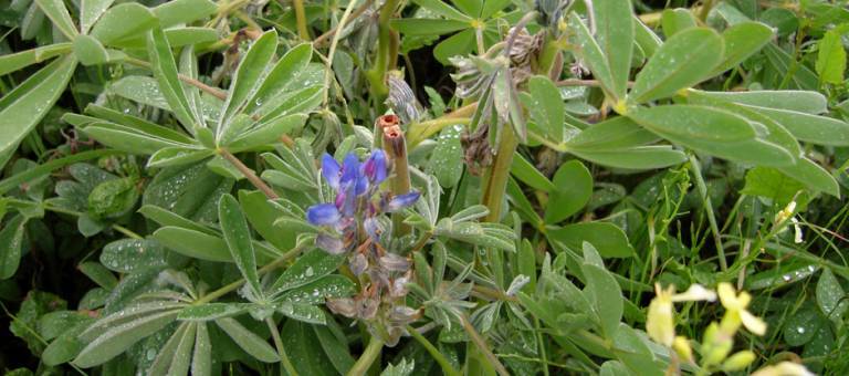 Lupins in horse feeds