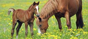 Mare and foal in pasture