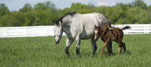 Mare an foal walking through lush pasture