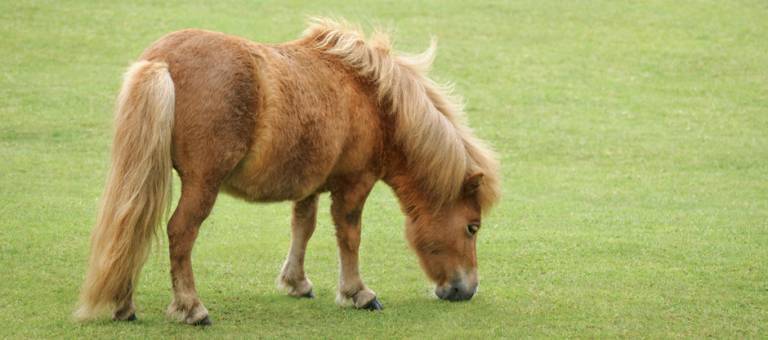Miniature horse grazing in pasture