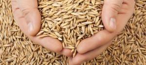 A handful of oats