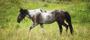Extremely Skinny Horse