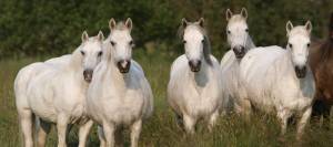 Herd of grey horses in pasture